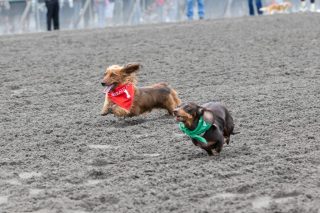 Wiener Dog & Small Dog Races at Emerald Downs 2026 (photo: Lisa Hagen Glynn)