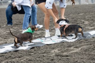 Wiener Dog & Small Dog Races at Emerald Downs 2026 (photo: Lisa Hagen Glynn)