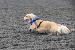 Wiener Dog & Small Dog Races at Emerald Downs 2026 (photo: Lisa Hagen Glynn)