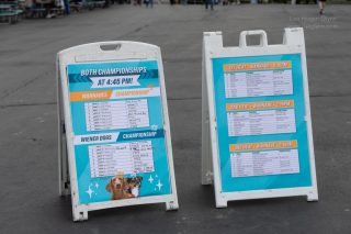 Wiener Dog & Small Dog Races at Emerald Downs 2026 (photo: Lisa Hagen Glynn)
