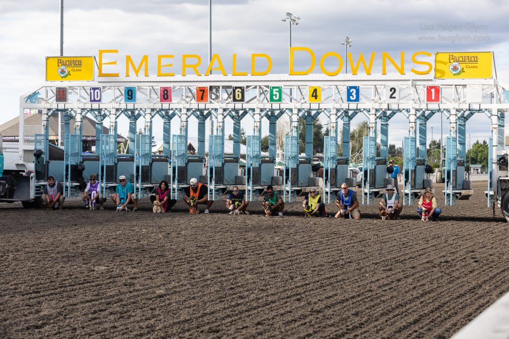 Wiener-dog athletes line up for the championship. (photo: Lisa Hagen Glynn)