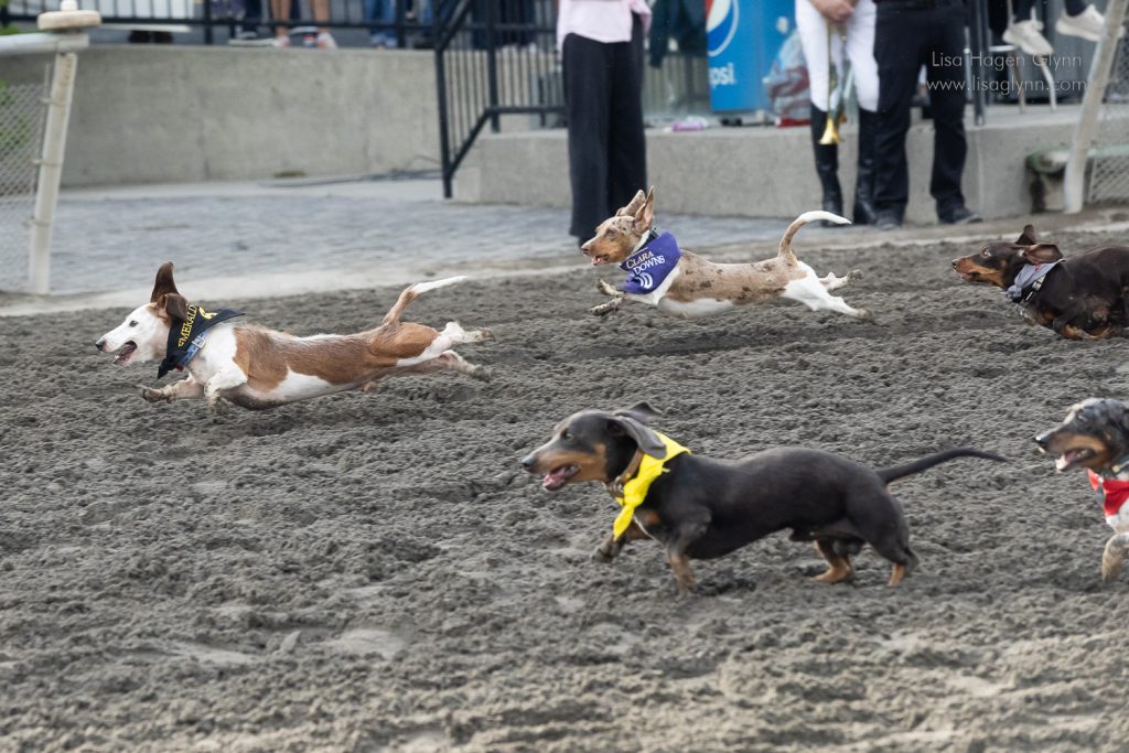 "Pete" bounds toward victory. (photo: Lisa Hagen Glynn)