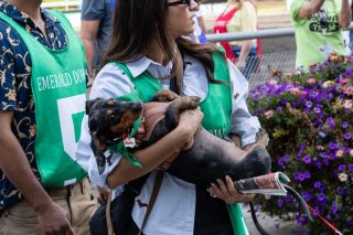 Wiener Dog & Small Dog Races at Emerald Downs 2026 (photo: Lisa Hagen Glynn)